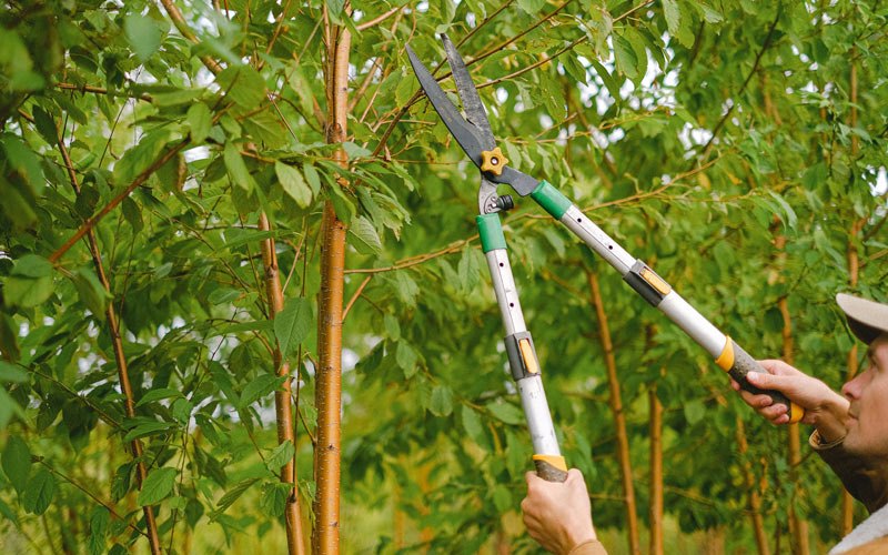 Tree trimming in Arkadelphia, AR